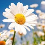دانلود آهنگ ترکی گل گور از آصف محرم اف